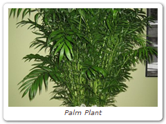 Palm Plant